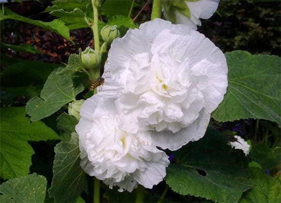 Alcea rosea White